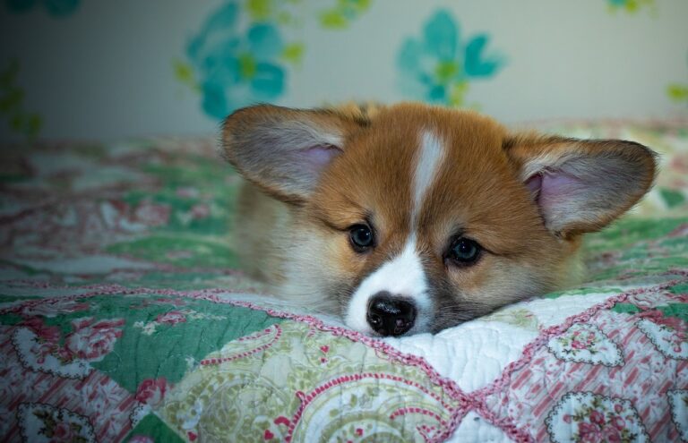 99exch Review: Features, Security, and Market Impact in 2024